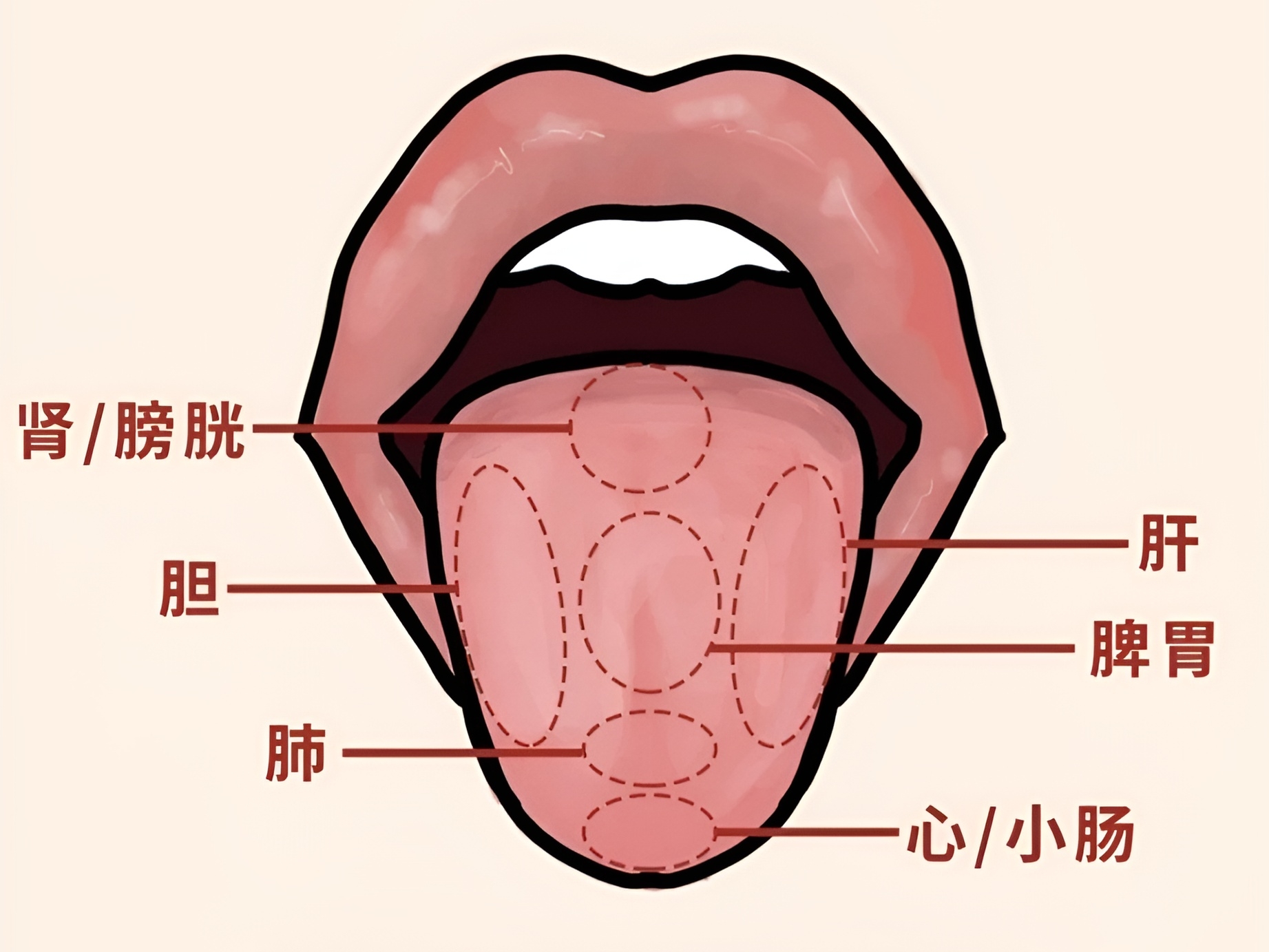 舌诊教学视频全集下载-舌诊的基本知识及望舌口诀插图